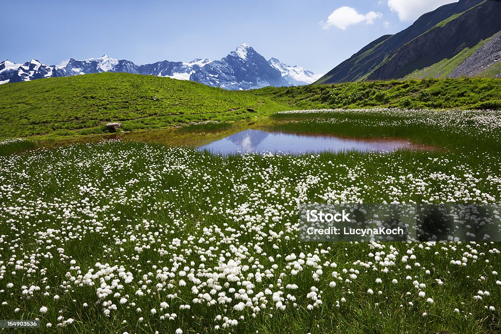 Sommer-Wiese - Lizenzfrei Alpen Stock-Foto