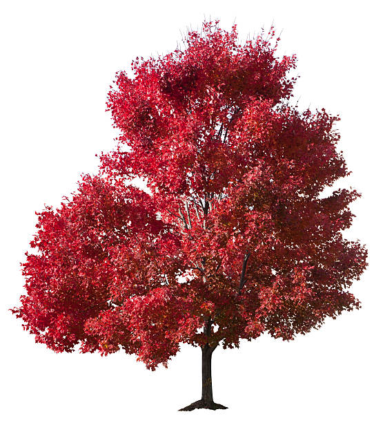 осенний кр�асный клен дерево изолированные - autumn trees стоковые фото и изображения