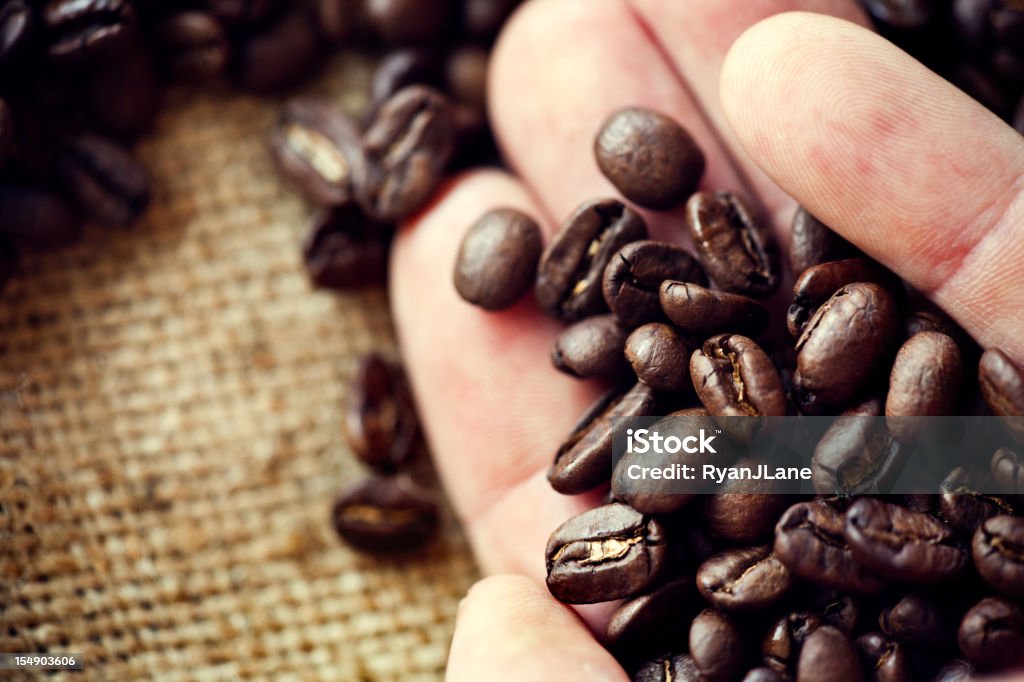 La raccolta di mano tenendo caffè su tela grezza - Foto stock royalty-free di Fagiolo