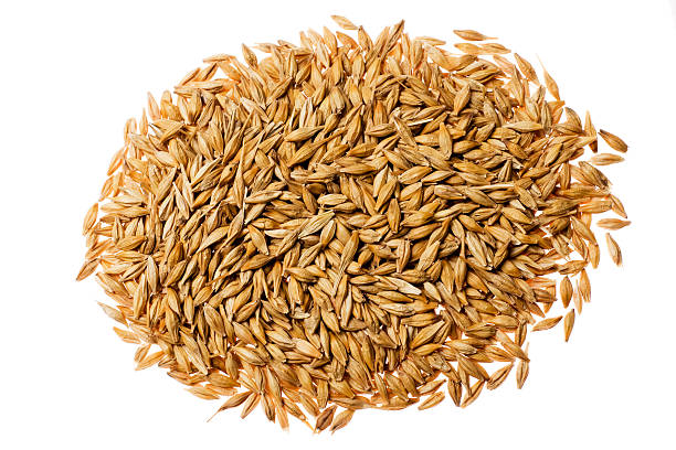 大麦 - barley ストックフォトと画像