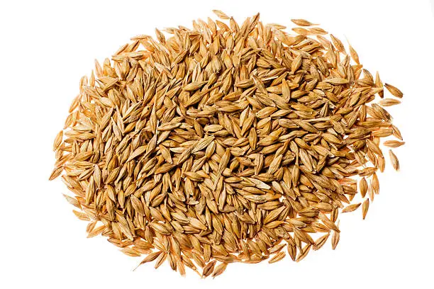 Photo of Barley