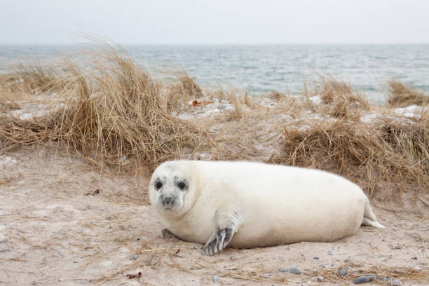 Heligoland,Germany. Seal on the dune