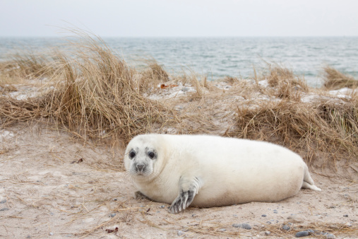 Male Atlantic Grey Seal at the edge of the sea as the tide comes in