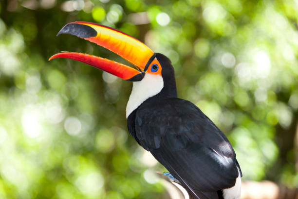 istock Green tropical rainforest with Toco Toucan 154904049