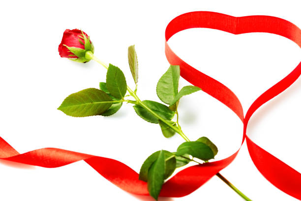 White rose flower on stem with leaves, label and red bow isolated on white background with black alpha mask