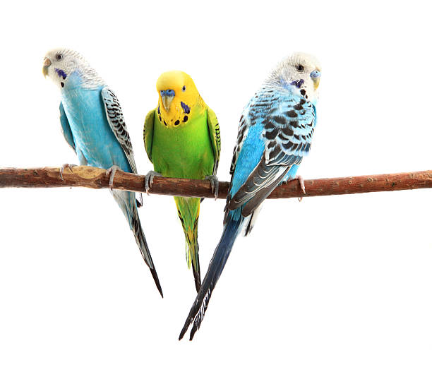 Budgerigars  parakeet photos stock pictures, royalty-free photos & images