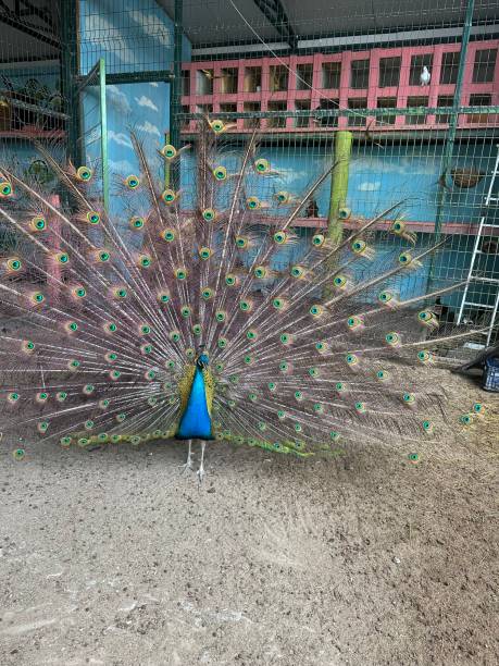 istock peacock and turkey and chicken 1549046416