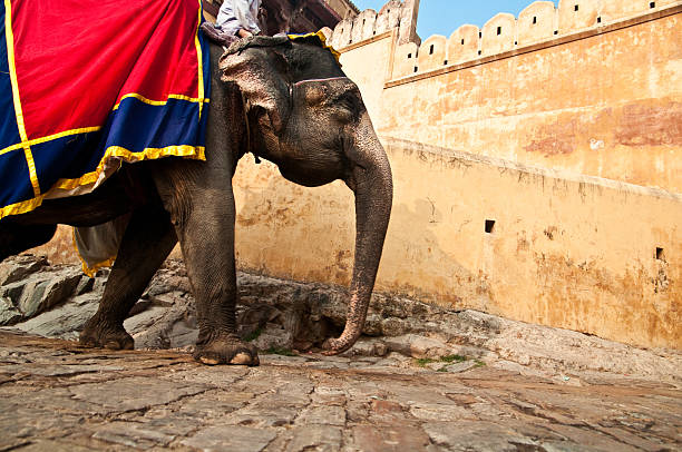 istock Indian Elephants at Amber Palace Jaipur 154904661