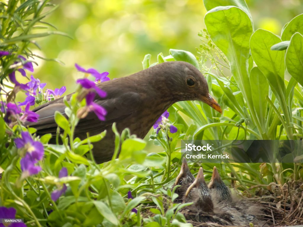 Blackbird Baby Blick in die Mutter - Lizenzfrei Füttern Stock-Foto