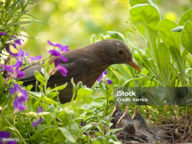 Blackbird Baby Blick In Die Mutter Stockfoto und mehr Bilder von Füttern - Füttern, Jungvogel, Vogel