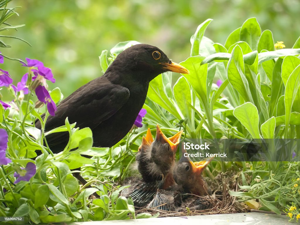 Blackbird Babys und Vater - Lizenzfrei Amsel Stock-Foto