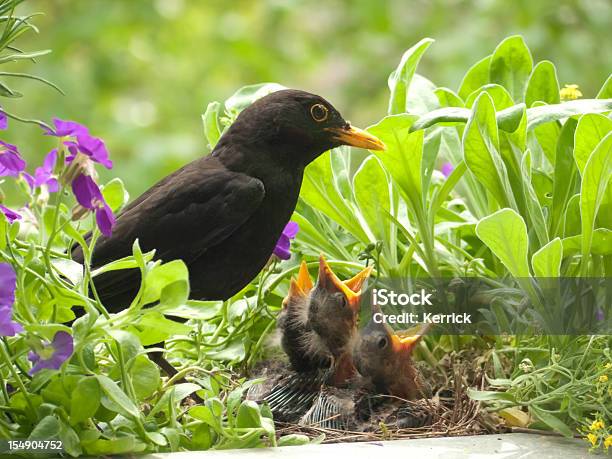 Blackbird Babys Und Vater Stockfoto und mehr Bilder von Amsel - Amsel, Stärling - Vogel, Wurm