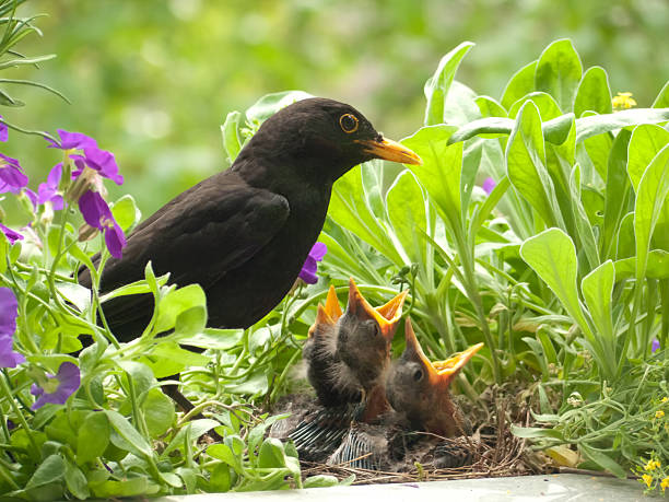 blackbird niemowląt i ojciec - futter zdjęcia i obrazy z banku zdjęć