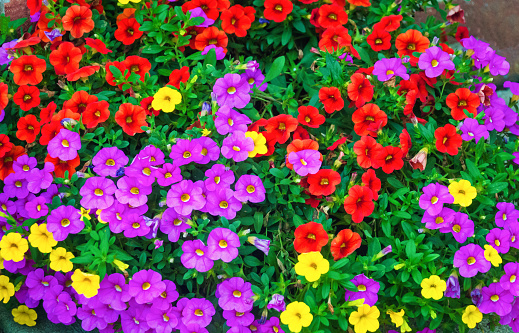 Tiny petunias of red, yellow and purple grow in a flower pot on Cape Cod.