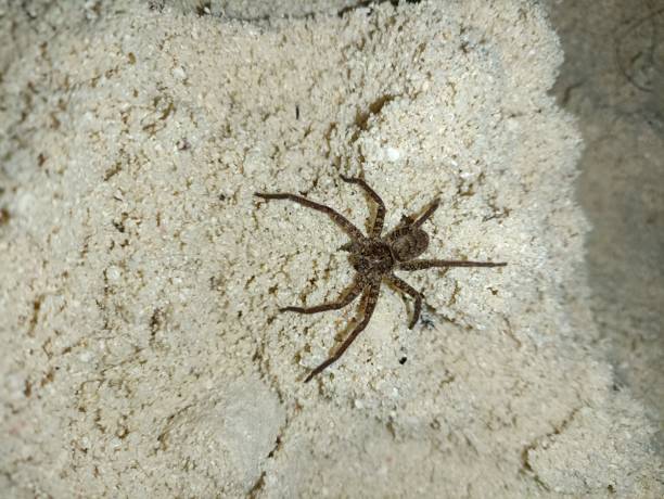 istock The Huntsman Spiders 1549050584