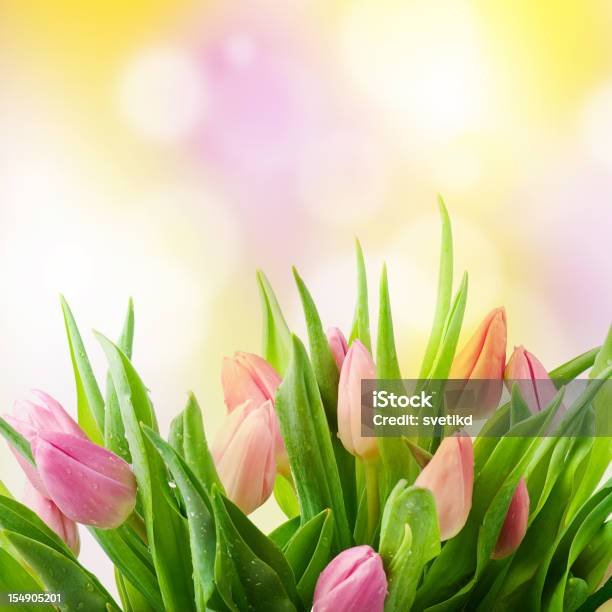 Primavera Túlipas - Fotografias de stock e mais imagens de Amarelo - Amarelo, Beleza natural, Bouquet