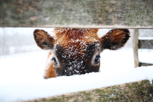 frisian cows outside in the snow