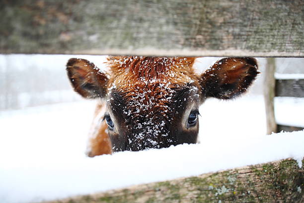 Vaca na neve - foto de acervo