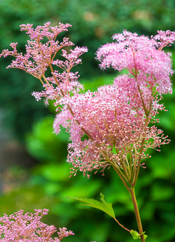 A tall,  pink Queen of the Prairie flower (Filipendula Rubra) grows in front of a light green background in a Cape Cod garden in mid July.