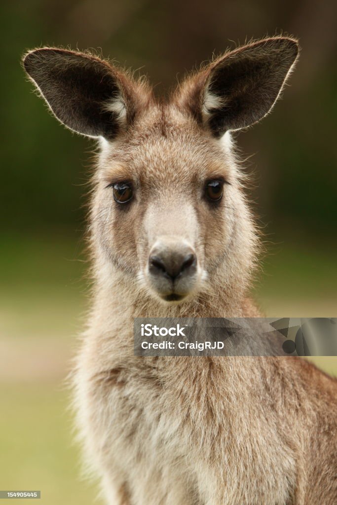 Kangaroo - Zbiór zdjęć royalty-free (Kangur)