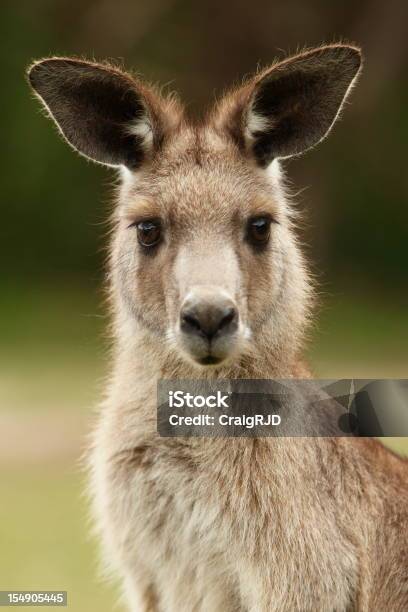 Kangaroo - zdjęcia stockowe i więcej obrazów Kangur - Kangur, Australia, Dzień