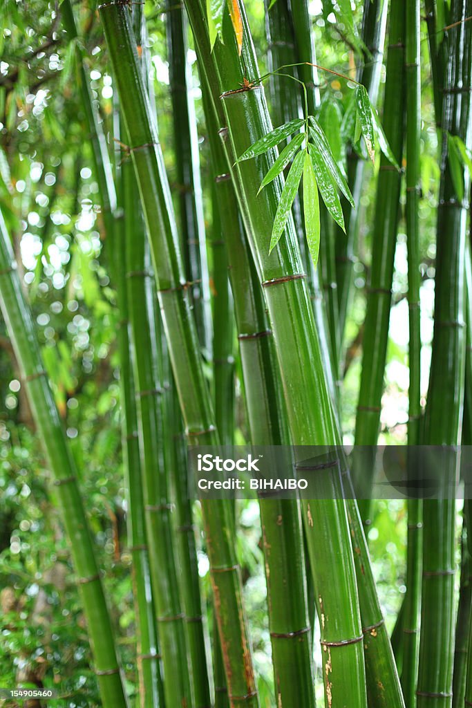 竹林 - カラー画像のロイヤリティフリーストックフォト