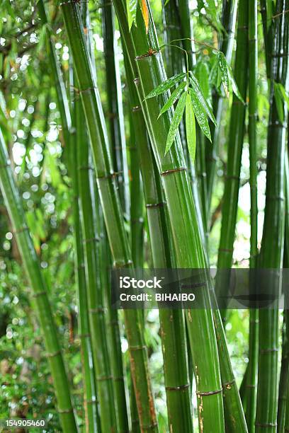 Бамбуковый Лес — стоковые фотографии и другие картинки Бамбук - Бамбук, Бамбуковый лес, Вертикальный