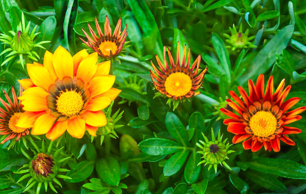 Gazania rigens colorful flowers isolated on white background top view , clipping path