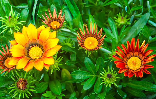 A cluster of beautiful gazania flowers and buds in a Cape Cod garden.