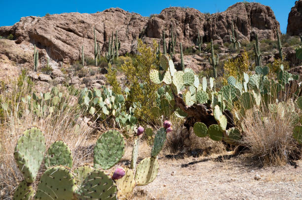 istock Cacti near Phoenix, Arizona 154905623