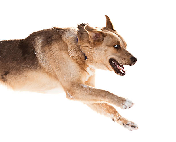 istock Blond dog running in the snow 154905722