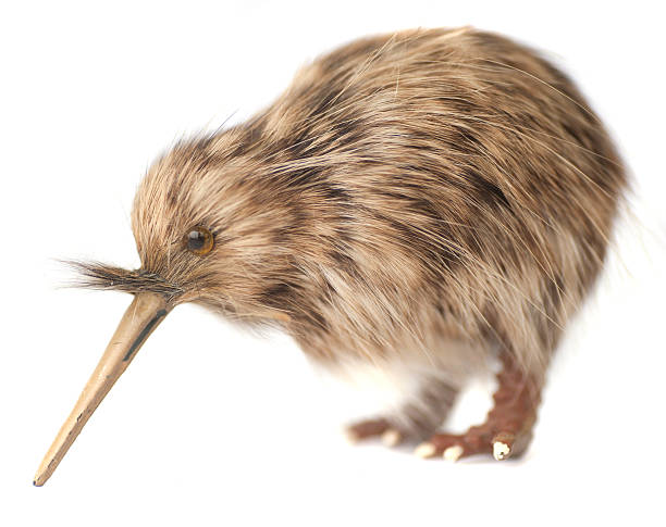 kiwi bird  mini kiwi stock pictures, royalty-free photos & images