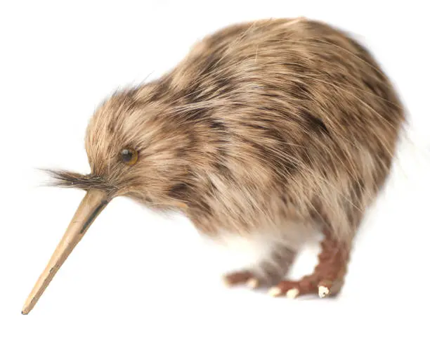 Photo of kiwi bird