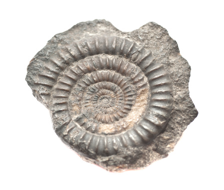 Opalized ammonite, ammolite on white background surface, macro