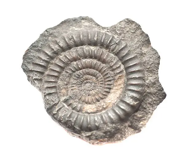 Photo of fossil