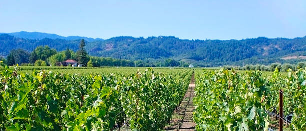 vino cultivos en toscana italia - california panoramic napa valley hill fotografías e imágenes de stock