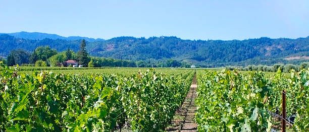 vino colture in toscana italia - vineyard sonoma county california panoramic foto e immagini stock