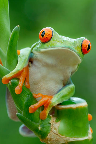 istock Red-eyed Tree Frog Peering over Plant 154906880