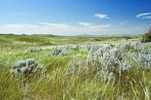 istock Grassland and Sagebrush 154906934