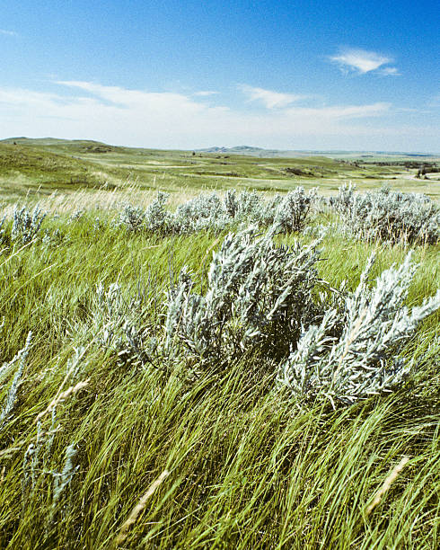 Theodore Roosevelt National Park lies where the Great Plains meet the rugged Badlands near Medora, North Dakota, USA. The park's 3 units, linked by the Little Missouri River is a habitat for bison, elk and prairie dogs. The park's namesake, President Teddy Roosevelt once lived in the Maltese Cross Cabin which is now part of the park. This picture of a prairie grassland was taken from the Caprock Coulee Trail.