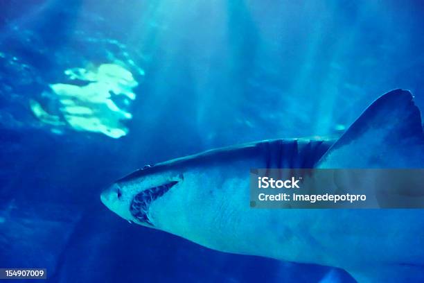 Foto de Tubarão Nadando Na Boca e mais fotos de stock de Animais caçando - Animais caçando, Mergulho Autônomo, Perigo