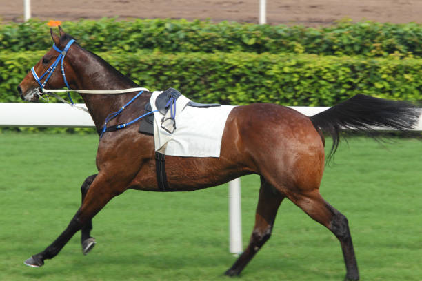 istock Horse Racing Accident 154907200