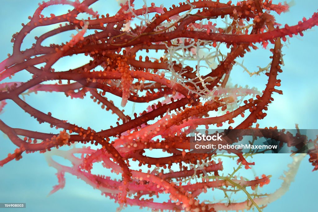 Nodule aux algues rouges fleurs flottant eau claire plein cadre fond - Photo de Varech rouge libre de droits