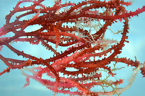 Red seaweed floating in crystal clear water.