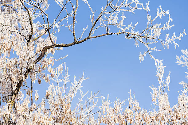 frosty 단풍 나무 씨앗류 - maple keys branch sky maple tree 뉴스 사진 이미지