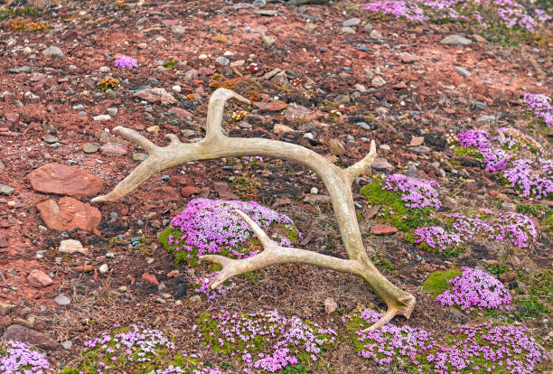 Reindeer Antler in the Moss Campion on Worsleyneset in the Svalbard Islands