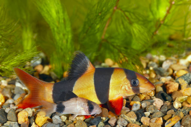 Botia macracanthus. Panda corydoras. My home fish tank hobbyist stock pictures, royalty-free photos & images