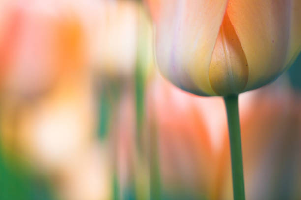 istock Red and Yellow Tulips in Botanic Garden with soft focus 154908191