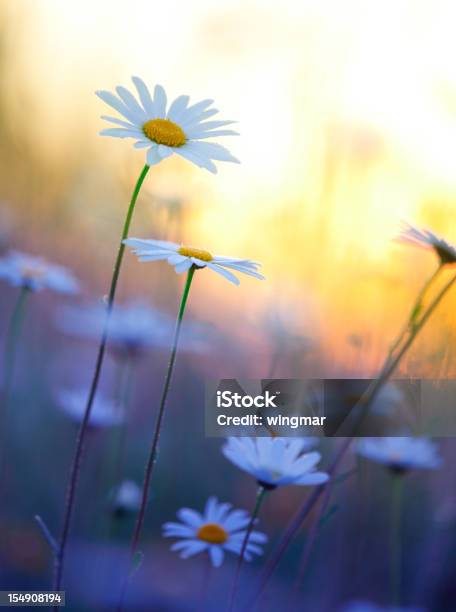 Foto de Campo De Verão Marguerites No Amanhecer Bavária Alemanha e mais fotos de stock de Abril