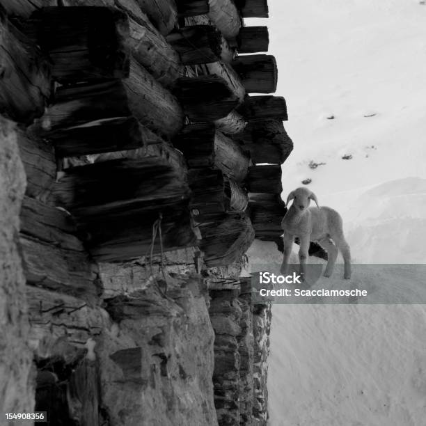 Lamb In The Snow Stock Photo - Download Image Now - Black And White, European Alps, Hut